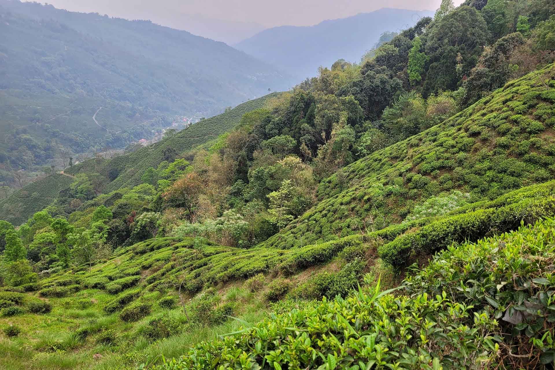 Teeplantage am Steilhang in Darjeeling